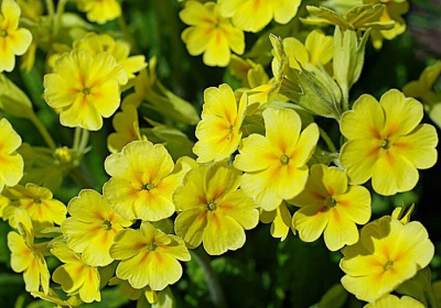 Примула Юлии "Wanda Yellow"