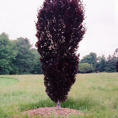 Бук европейский "Red  Obelisk"